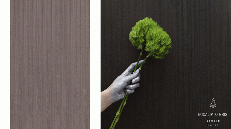 #LunesdeInspiración: Eucalipto gris